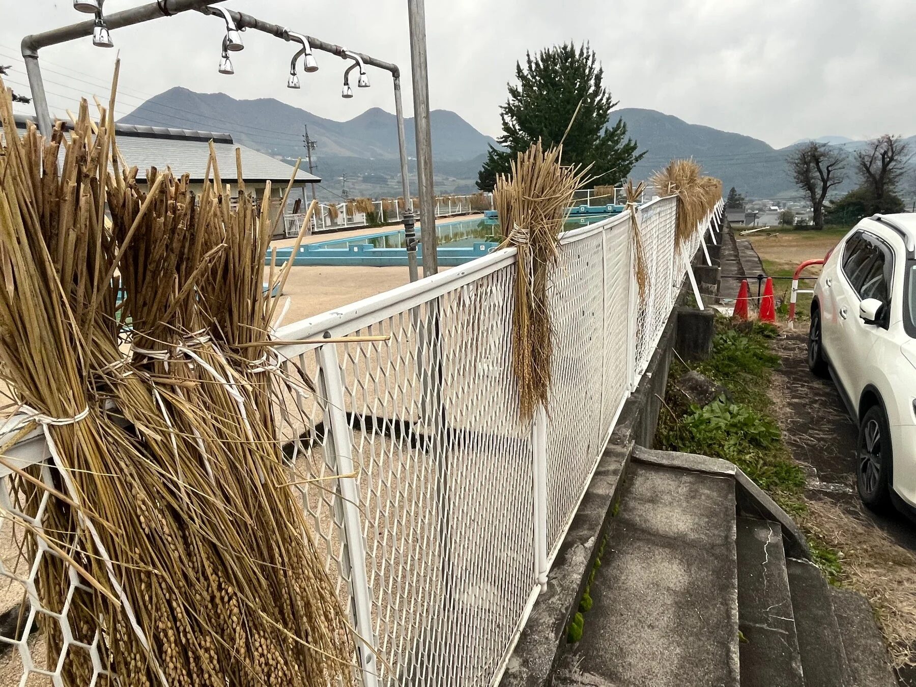 プールのフェンスに飾られた稲穂