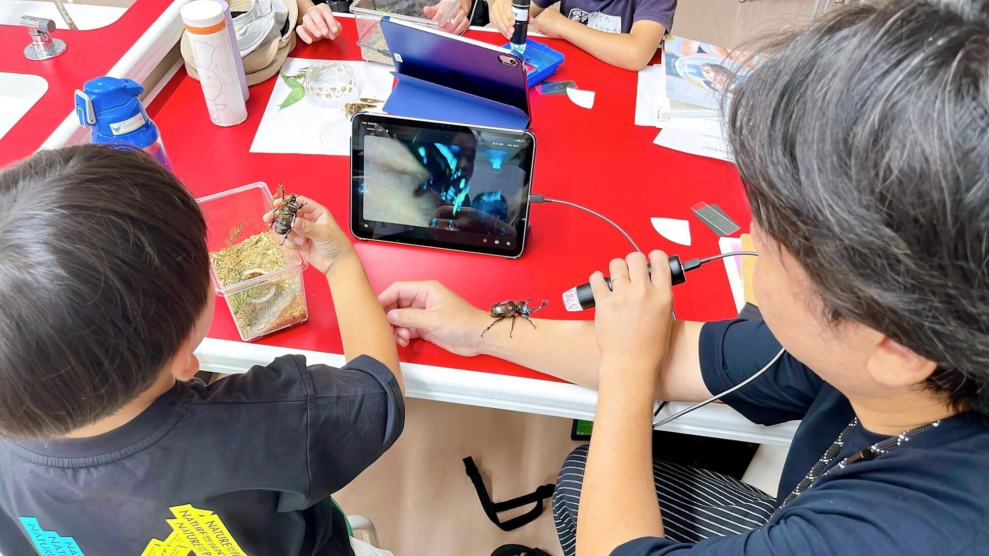 昆虫観察の様子