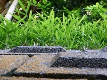 屋根瓦と鮮やかな緑の竹や笹の葉