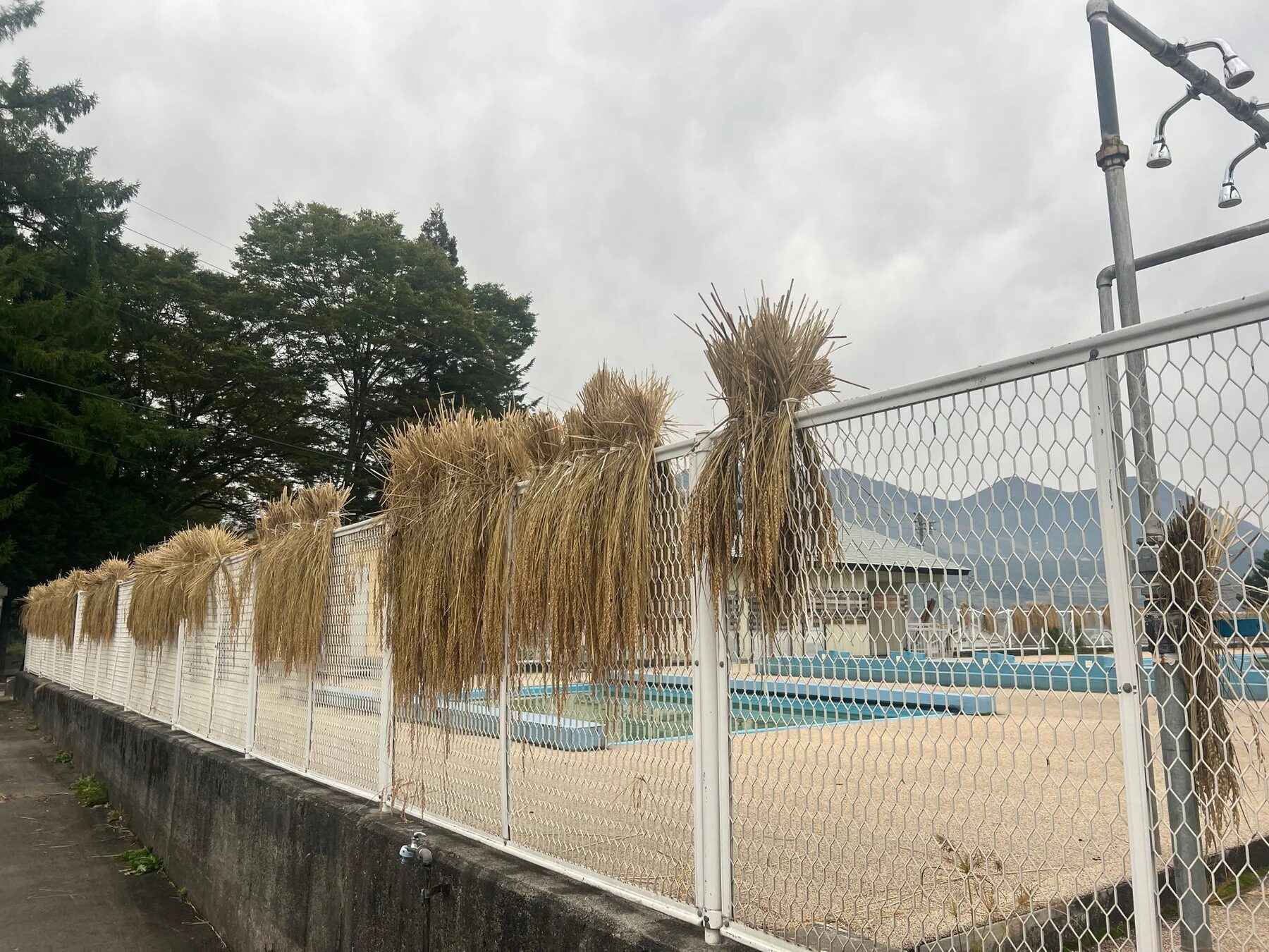 乾燥のために吊るされた稲穂