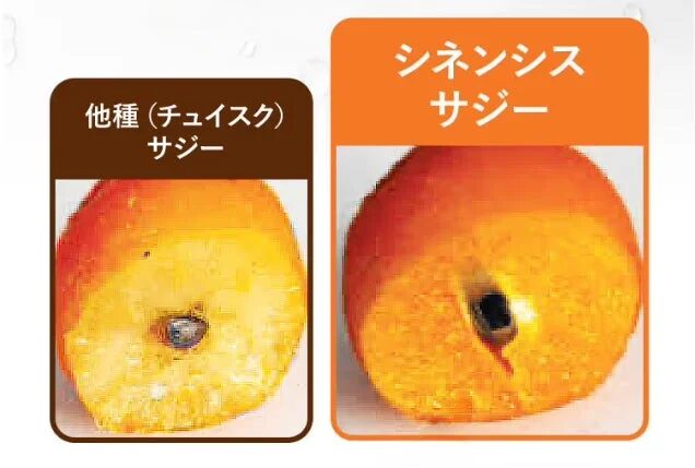 サジーの種類比較(他種とシネンシスサジー)