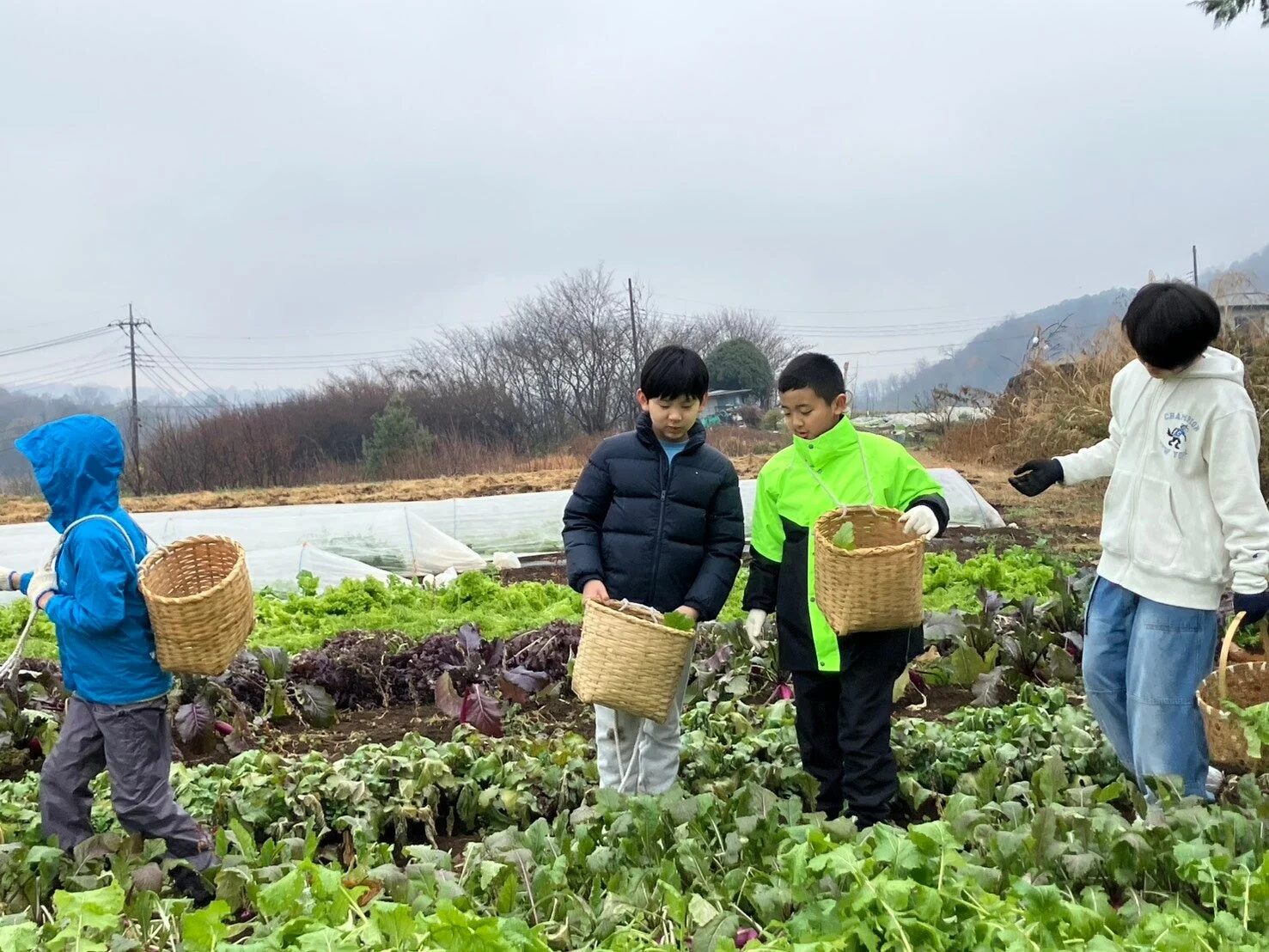 冬野菜の収穫体験