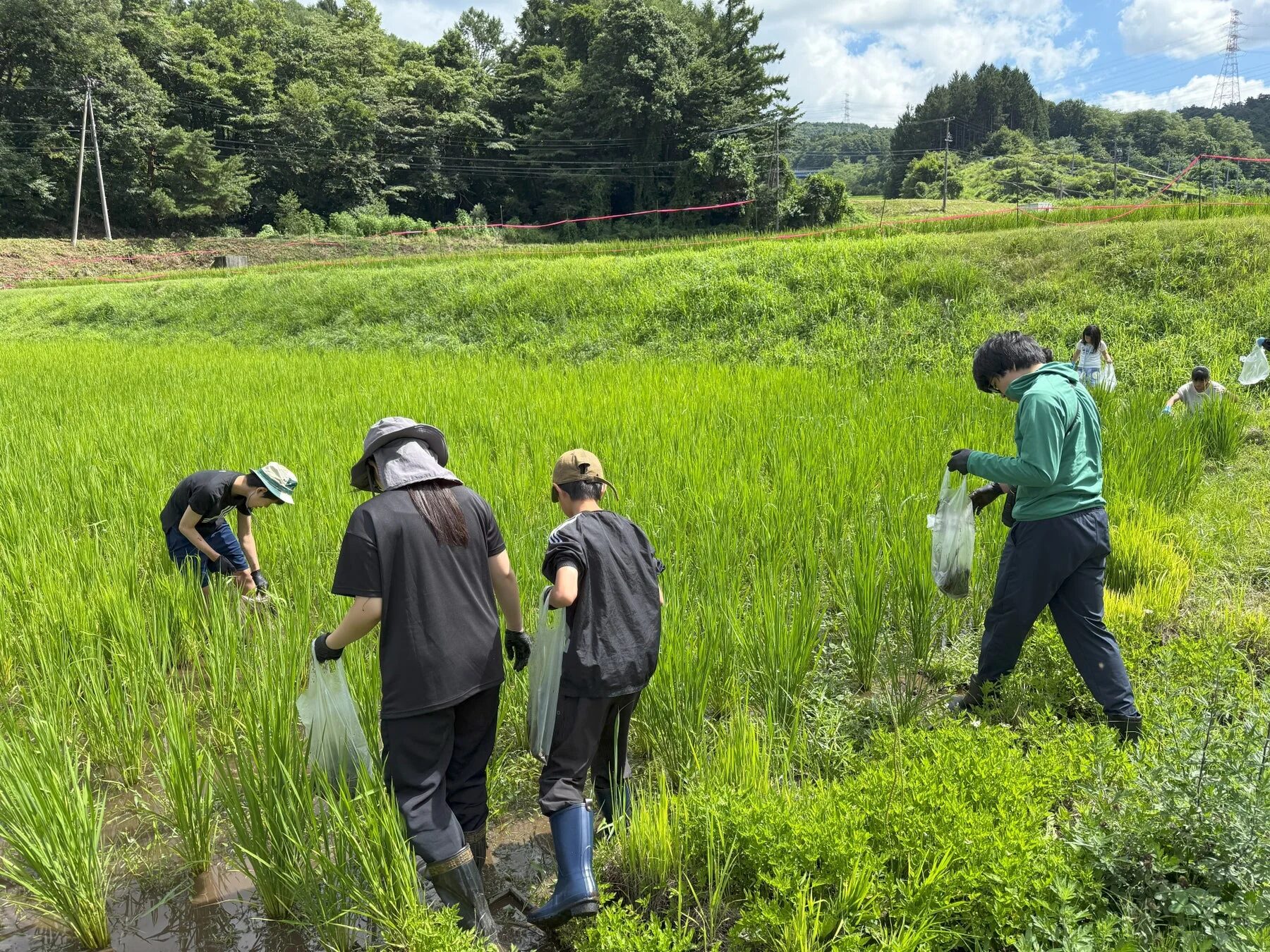 水田での農作業