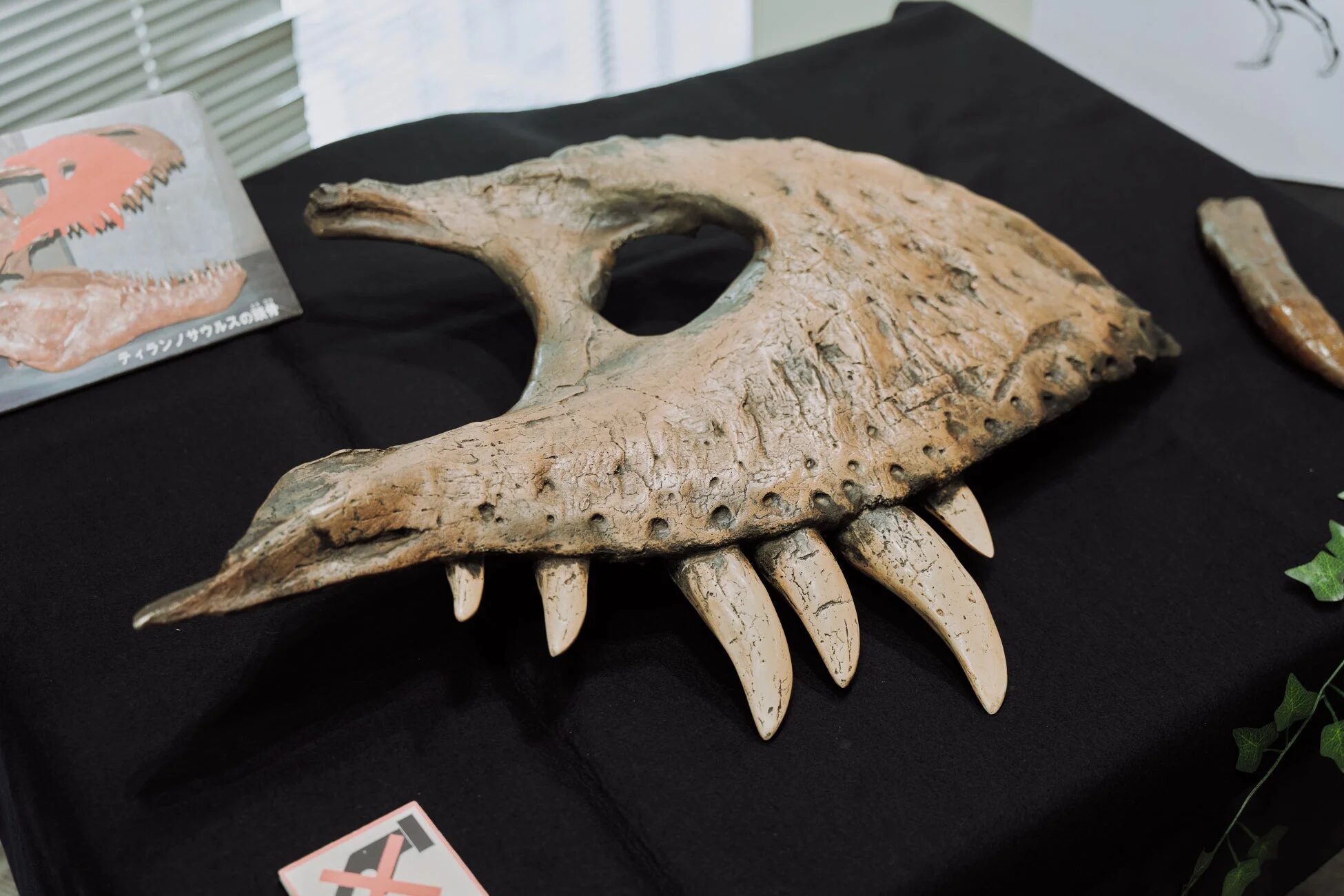 ティラノサウルスの頭骨の展示