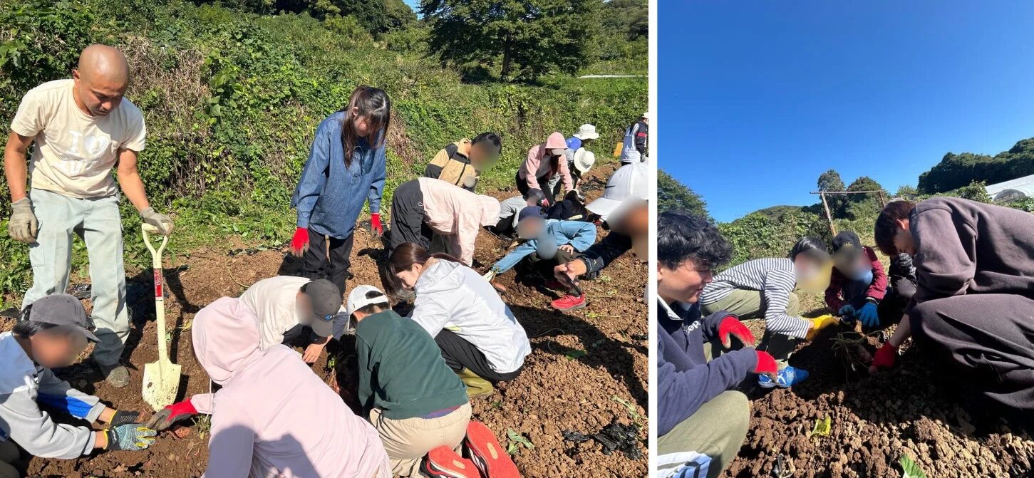 さつまいもを収穫する子どもたちと社員