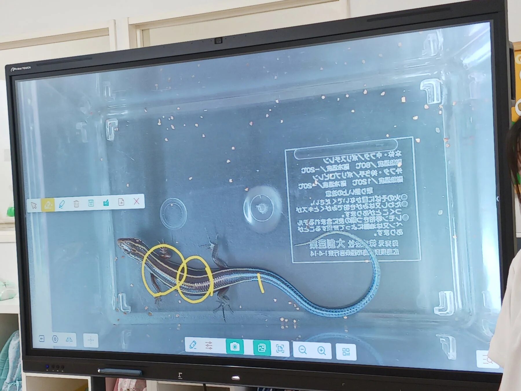 電子黒板に映し出されたトカゲの画像